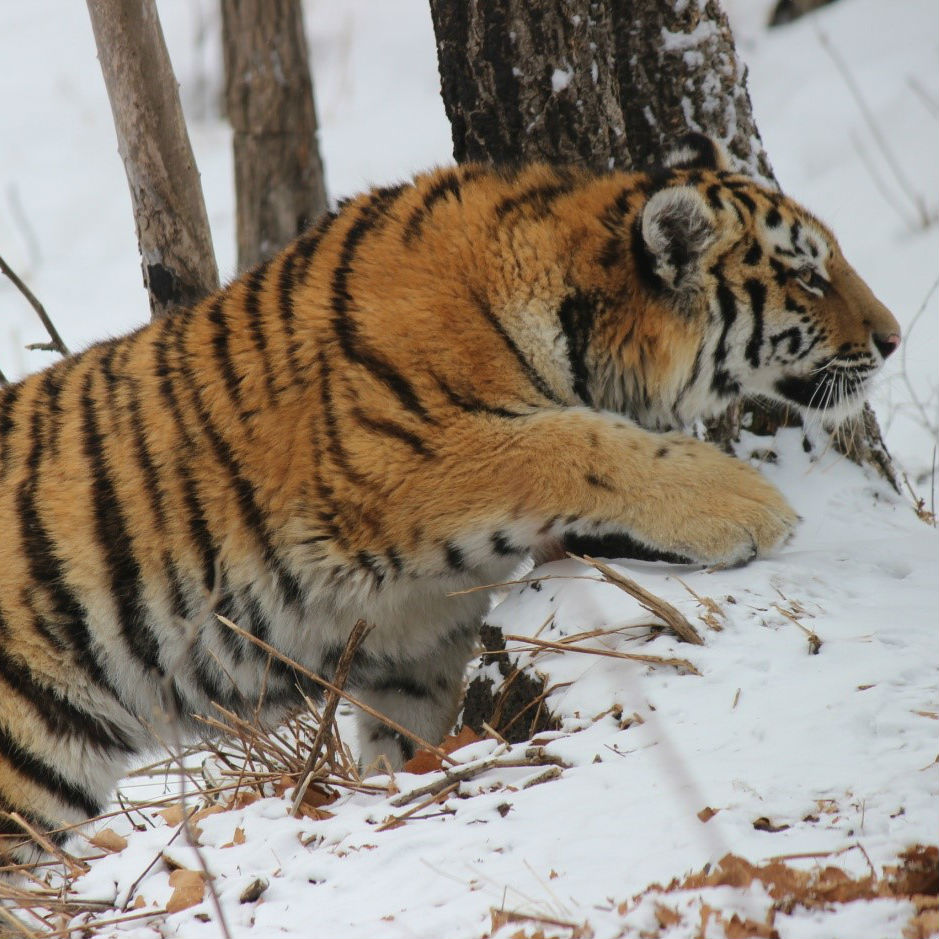 About the Siberian tiger  Russian Geographical Society